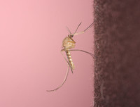 Picture of a Culex Pipiens