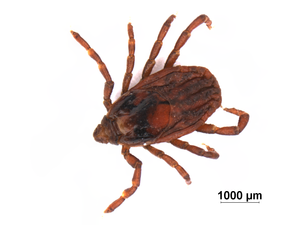 Brown dog tick (female)