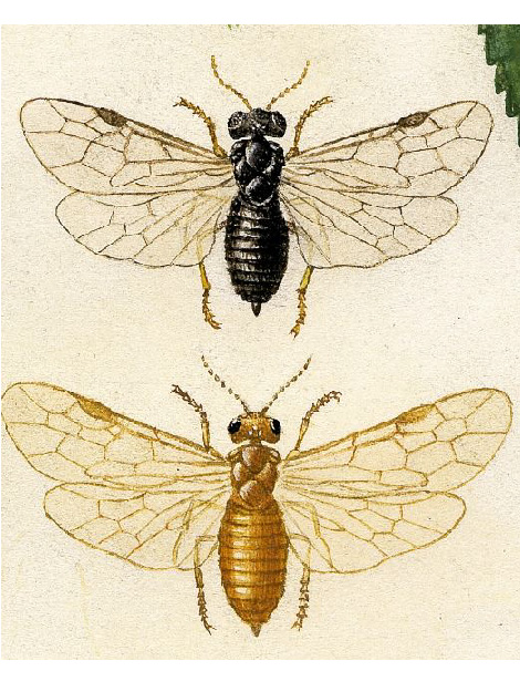 Illustration der Schwarzen und der Gelben Pflaumensägewespe