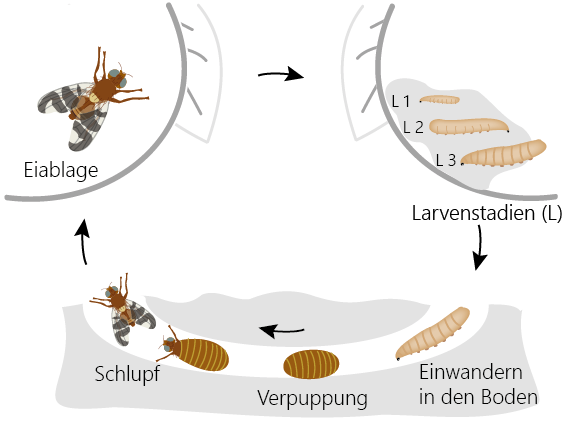 Lebenszyklus der Walnussfruchtfliege