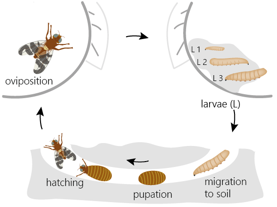 Life cycle of Rhagoletis completa