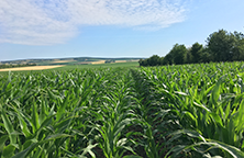 Summercereals & Maize