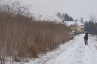 Sida-Bestand bei der Ernte in voller Wuchshöhe