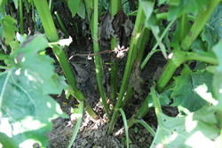 Silphium perfoliatum L. 