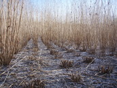 Sida plants during plot harvesting