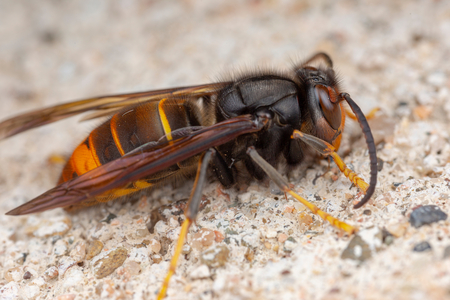 Asiatische Hornisse Vespa velutina Insekten (Vergrößert das Bild in einem Dialog Fenster)