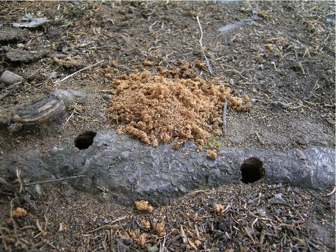 Bohrspäne im Wurzelbereich eines Baumes 