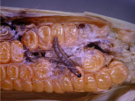 Larve auf einem Maiskolben mit Fraßschäden