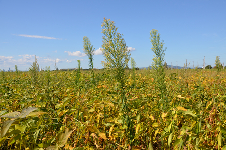 Kanadisches Berufkraut in einem Sojabohnenfeld (Enlarges Image in Dialog Window)