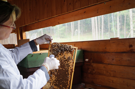 The sampler takes standard bee samples for analysis of Varroa infestation and various diseases. (Enlarges Image in Dialog Window)