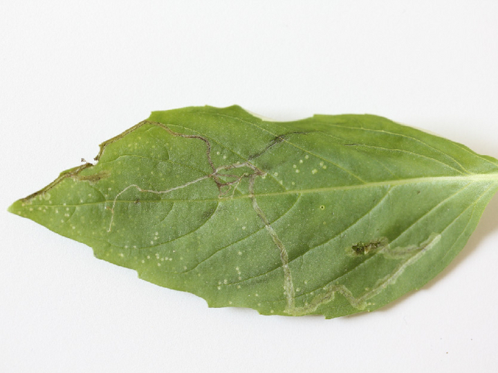 Blatt mit Miniergängen und Saugpunkten