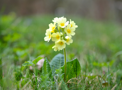 Frühlings-Schlüsselblume