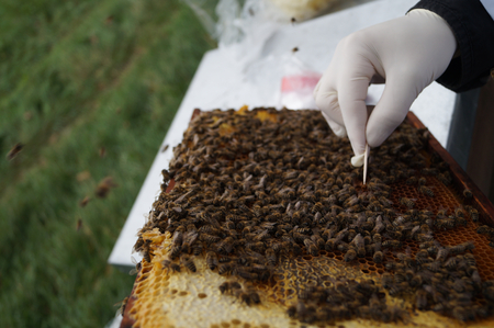 The sampler opens a suspicious cell on a brood comb to check for any brood disease that may be present. (Enlarges Image in Dialog Window)