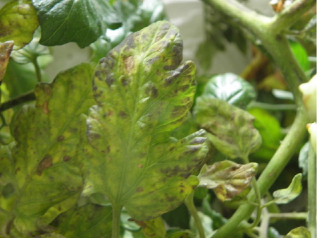 Blatt einer Tomatenpflanze mit Bronzefärbungen 