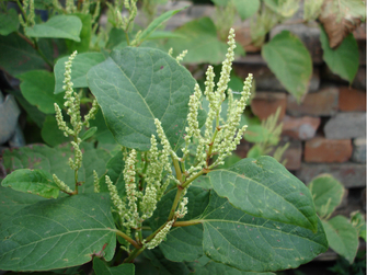 Blütenstand des Japan-Knöterichs mit kleinen, hellen Blüten