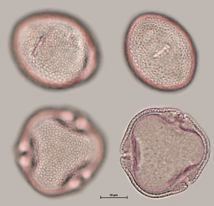 Lindenpollen (Vergrößert das Bild in einem Dialog Fenster)