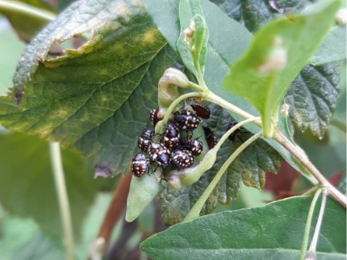 Gojibeeren mit Saugschäden, befallen mit Larven der Grünen Reiswanze