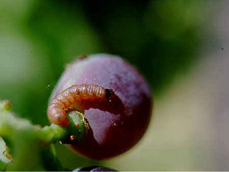 Rötliche Raupe des Pflaumenwicklers auf einer violett verfärbten Pflaume