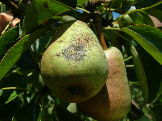 Birnbaum mit Früchten, eine Birne zeigt einen Fleck mit dunklem Belag