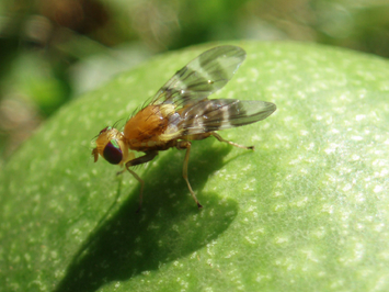 adulte Walnussfruchtfliege auf einer grünen Walnuss