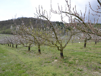 Zwischen blühenden Marillenbäumen steht ein befallener Baum, bei dem die Blätter bereits austreiben