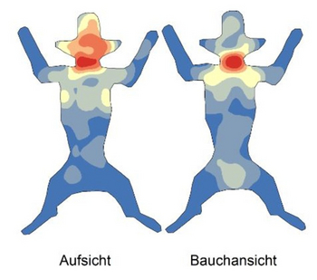 Verteilung der Zeckenstiche am Hund (Vergrößert das Bild in einem Dialog Fenster)