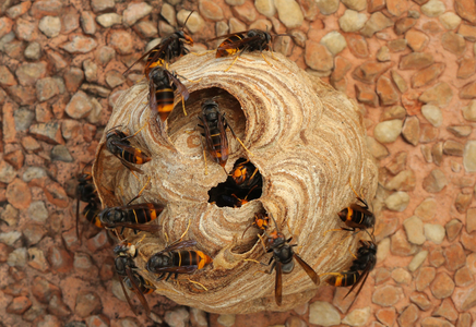 Nest der Asiatische Hornisse, Vespa Velutina (Vergrößert das Bild in einem Dialog Fenster)