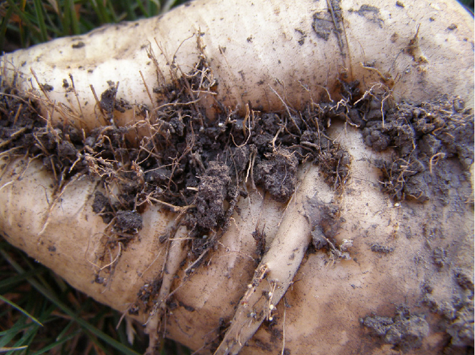 Zuckerrübenwurzel mit Erde und weißen und braunen Zysten