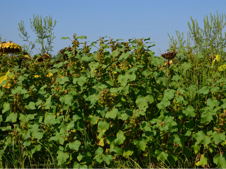 Spitzklette überwuchert Sonnenblumen im Feld