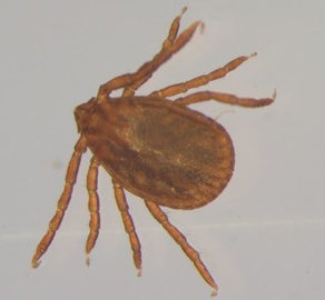 Relic tick (female)