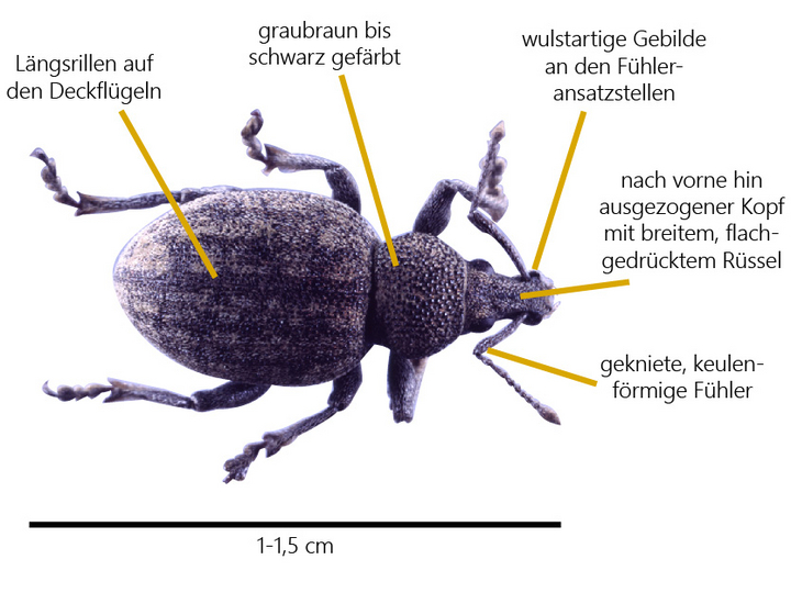 Graubrauner Dickmaulrüssler miit Merkmalen zum Aussehen wie im Text beschrieben