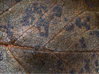 Runde, schwarze Sporenlager auf verwelktem Blatt