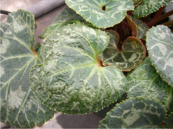 Eingerollte Blattränder an Cyclamen