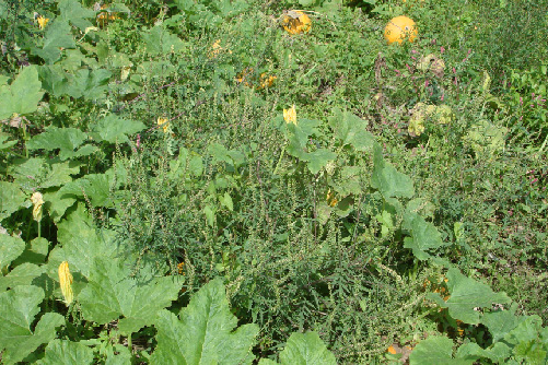 Ambrosia als Unkraut in einem Ölkürbisfeld