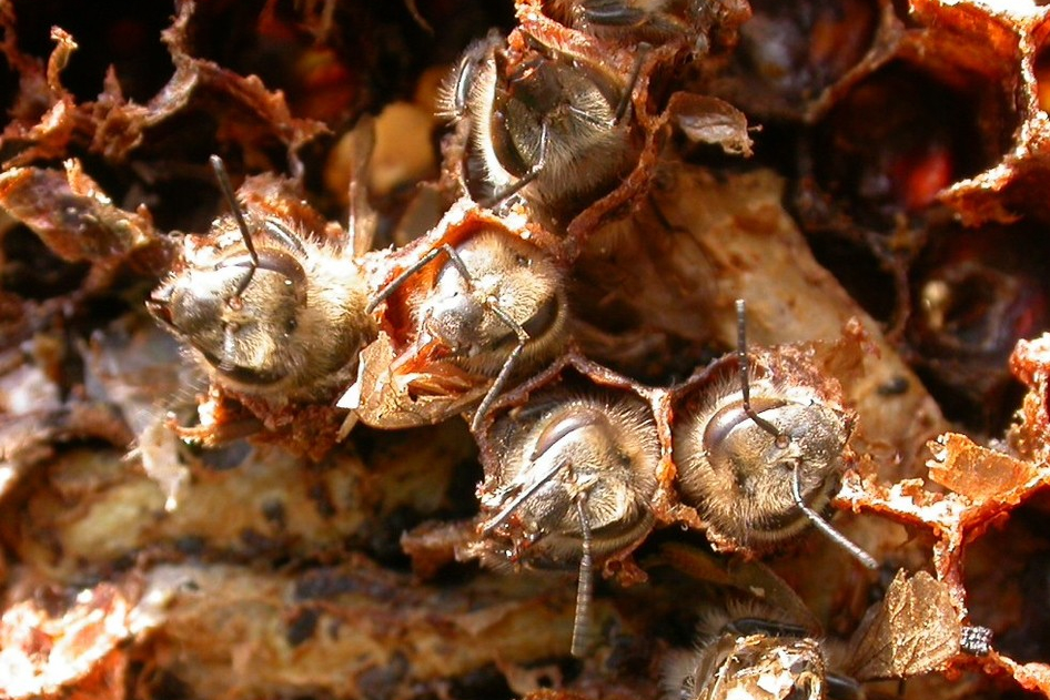 Wachsmotten / Bienen festgesponnen