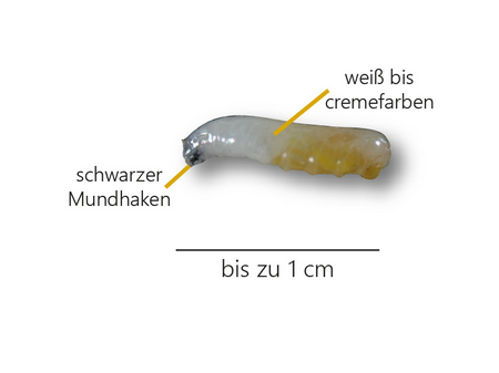 Darstellung der Larven der Mittelmeerfruchtfliege