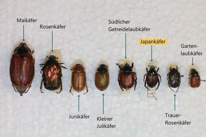 Abbildung: Verschiedene heimische Blatthornkäfer im Vergleich zum Japankäfer (von links nach rechts): Maikäfer, Rosenkäfer, Junikäfer, Kleiner Julikäfer, Südlicher Getreidelaubkäfer, Japankäfer, Trauer-Rosenkäfer, Gartenlaubkäfer (Enlarges Image in Dialog Window)