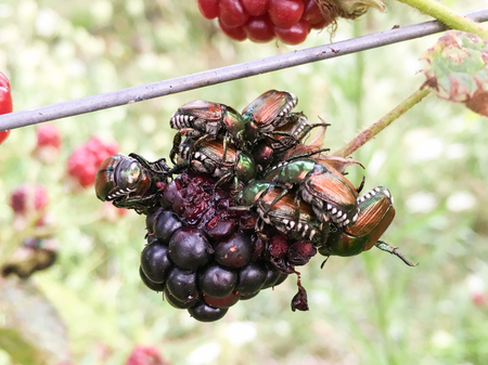 Abbildung Japankäfer auf Brombeere (Enlarges Image in Dialog Window)