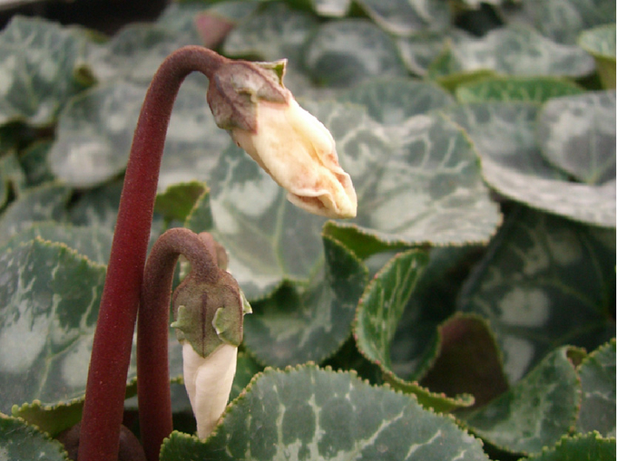 geschlossene, verformte und verfärbte Blüten