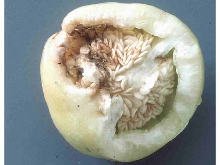 Angefressene Paprikafrucht mit Kotresten