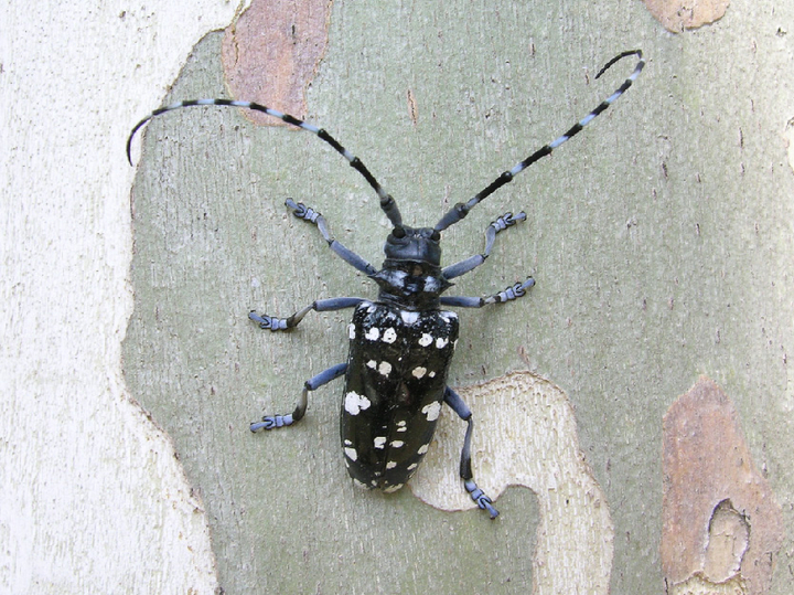 Der erwachsene Zitrusbockkäfer ist glänzend schwarz mit hellen Flecken und langen gestreiften Fühlern 