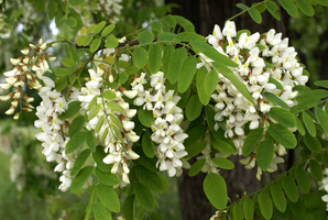 Scheinakazie (Robinia pseudacacia) – Blütenstand nach unten hängend (Vergrößert das Bild in einem Dialog Fenster)