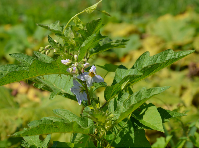 Weiße Blüte der Pferdenessel