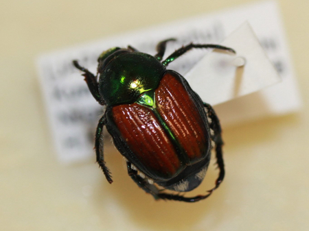 Japankäfer (Popillia japonica)  (Vergrößert das Bild in einem Dialog Fenster)