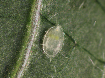 Larve auf einem Blatt