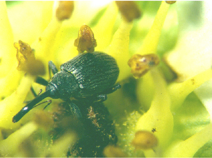 Erdbeerblütenstecher (Anthonomus rubi) auf Blüte