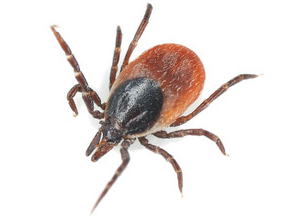 Common wood tick