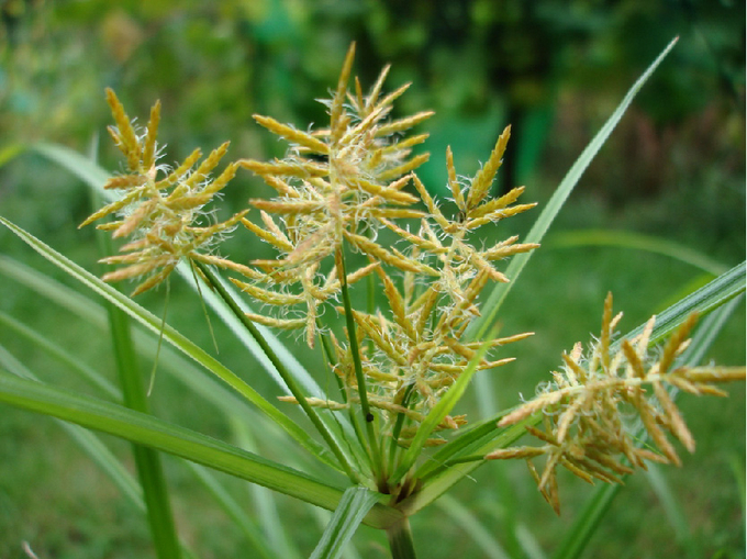 Das Erdmandelgras in der Blüte 