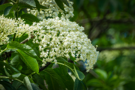 Holunderblüten