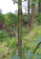 Gefleckter Schierling: Stängel mit roten Flecken (Enlarges Image in Dialog Window)